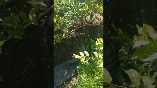 29июля -1августа голубика с-з подмосковья . срез. смотреть онлайн