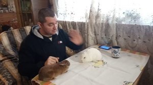 Самый маленький декоративный карликовый кролик