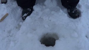 Как ловить корюшку зимой. Тонкости ловли. На что ловить корюшку зимой. Корюшка на Финском Заливе.