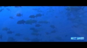 Mflex Sounds - Where are you? (r2020) (Italo «sad story» disco)