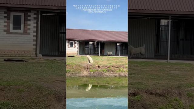 Щенки питомника ТИМЕРТАШ Среднеазиатская овчарка алабай +79048881825 viber whatsap www.timertash.ru смотреть онлайн