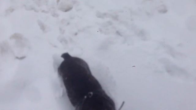 ПЕСТУШКА. БРЮЛЬКИНЫ БУБЕНЧИКИ. СТИХИ ДЛЯ МАЛЫШЕЙ. ПОТЕШКИ. Короткие стихи для самых маленьких смотреть онлайн
