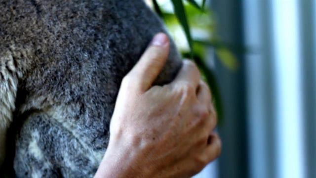 Currumbin Wildlife Hospital - The heartbeat of the Sanctuary смотреть онлайн