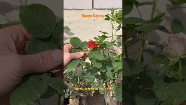 Браун Шугар #колесниковы #саженцы #розы #сад и огород67