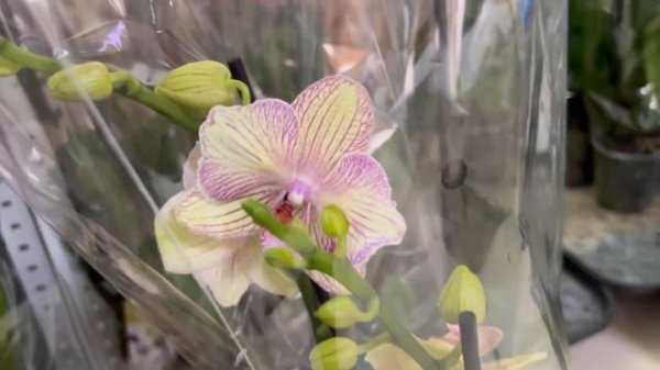 Новая (с опозданием на три дня!) ПОСТАВКА у Зебо @zeboorhids - как всегда, прекрасная! ???