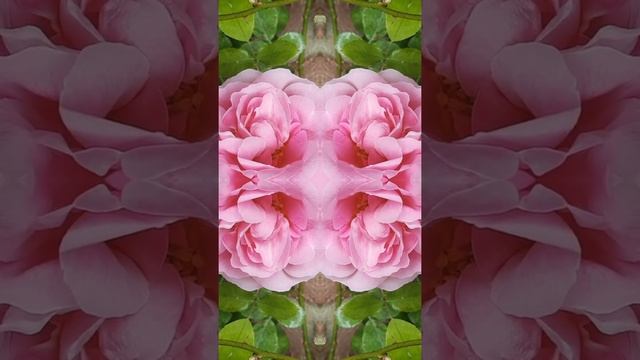 ROSE ALWAYS A ROSE ALWAYS A ROSE смотреть онлайн