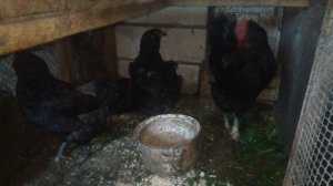 Порода кур русская черная бородатая-глухарь-барская птица-галан.Описание.Характеристика. 28.05.2020