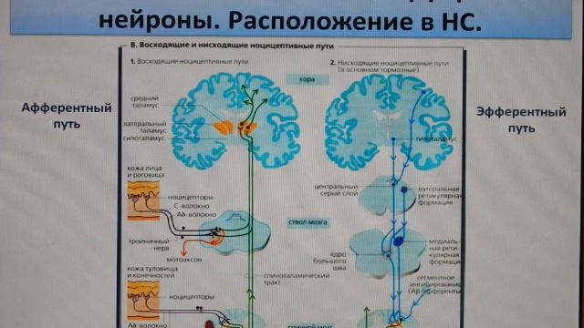 Строение, классификация и функции нейрона (нервная клетка). Анатомия. смотреть онлайн