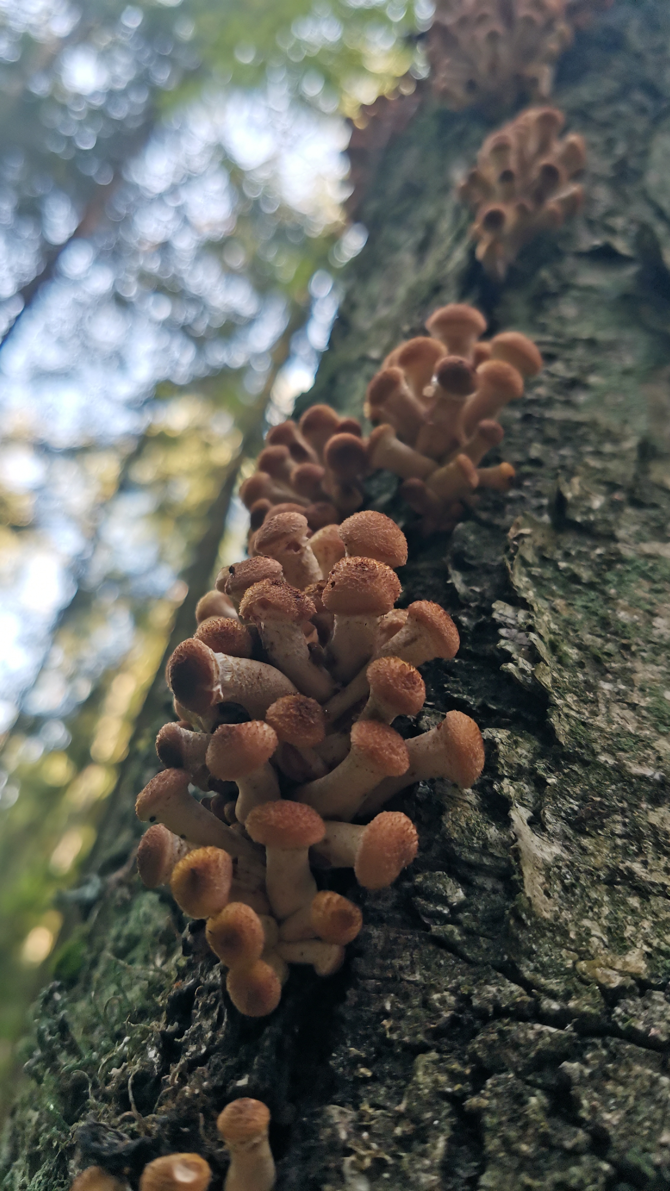 Вот как нужно отдыхать в лесу смотреть онлайн