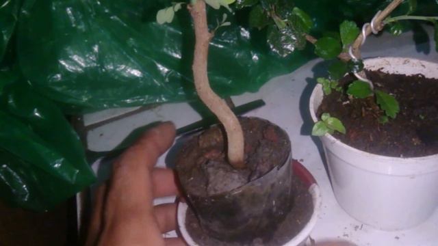bahan mame bonsai смотреть онлайн