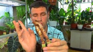 Размножение и Омоложение Алоказии