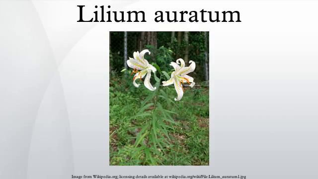 Lilium Auratum