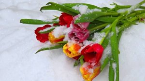 Футаж. Цветы на снегу 59