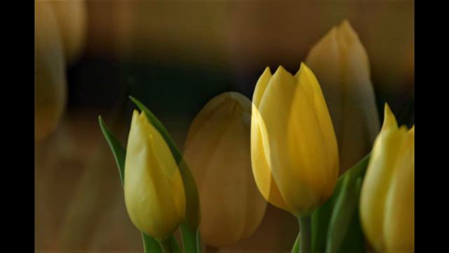 tulpen (CD 42 nr.13) смотреть онлайн