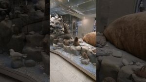 Витрина Море в Дарвиновском музее в Москве