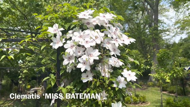 Clematis Blooms In The Garden смотреть онлайн