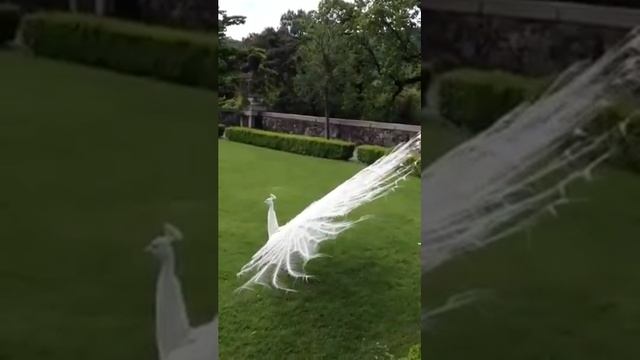 Самый красивый павлин ! смотреть онлайн