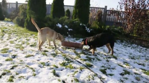 Гостиница для собак Villa Berta