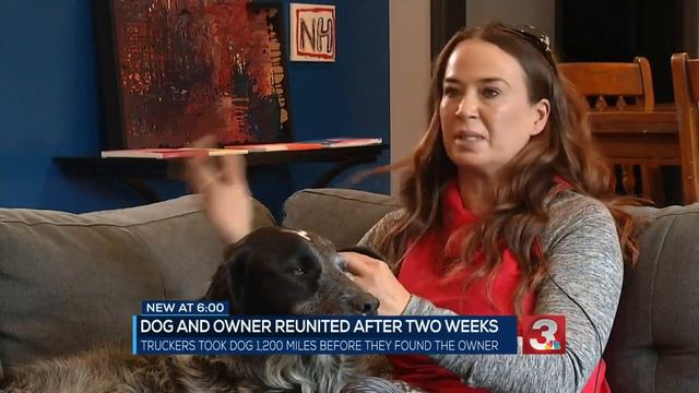 Ringgold woman reunited with missing dog who traveled more than a thousand miles across county смотреть онлайн