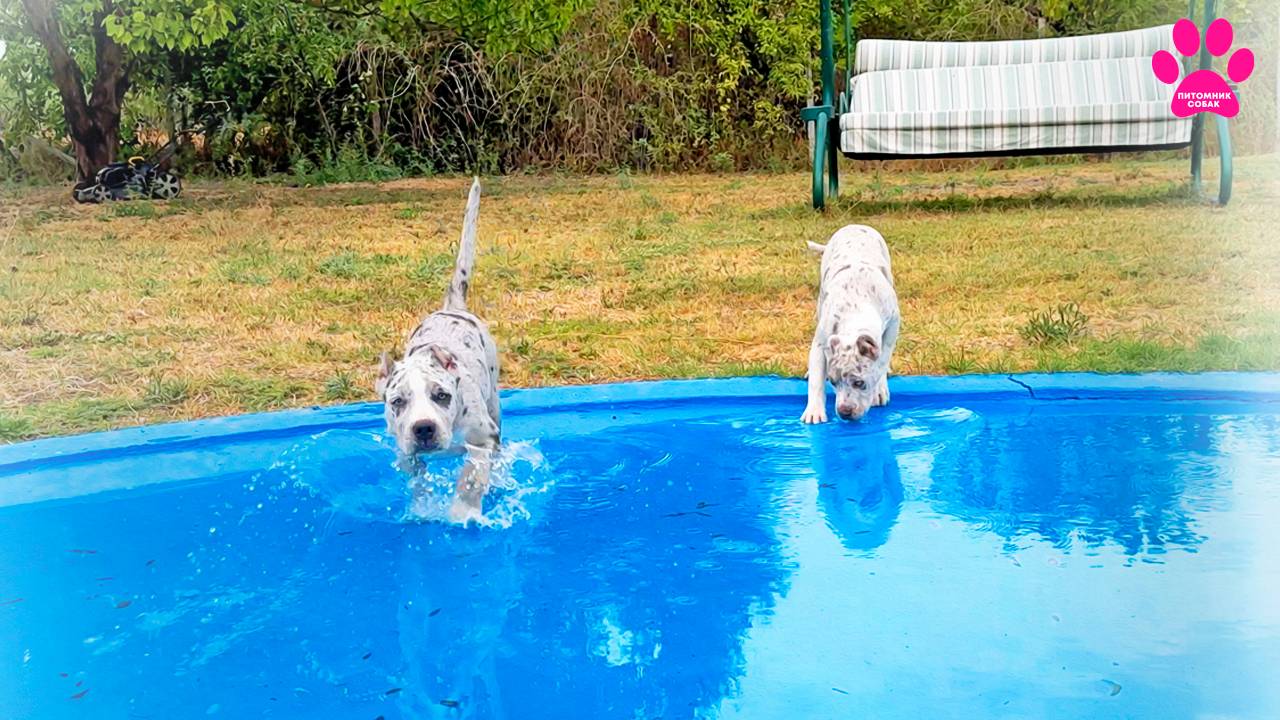 Щенки впервые в жизни увидели воду! Булли XL/XXL- это совсем другие Американские Булли ! смотреть онлайн