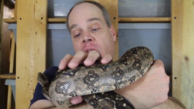 2024 Boa Constrictor Breeding Preview смотреть онлайн