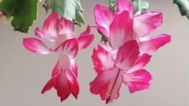 Thanksgiving Cactus , Schlumbergera truncata смотреть онлайн