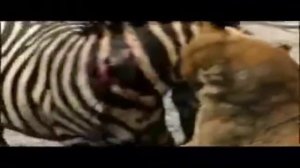 В мире животных Африки...