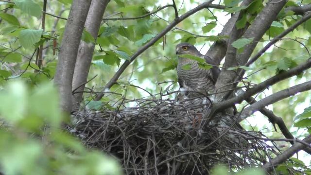 Перепелятник 160508 1 date Самка крупно на краю