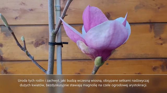 Magnolia pośrednia LENNEI смотреть онлайн