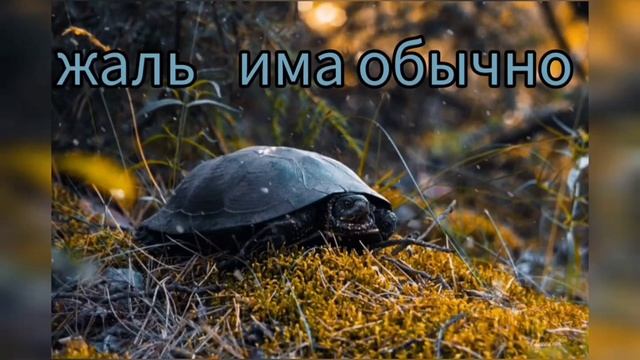 стихи ? в картинках смотреть онлайн