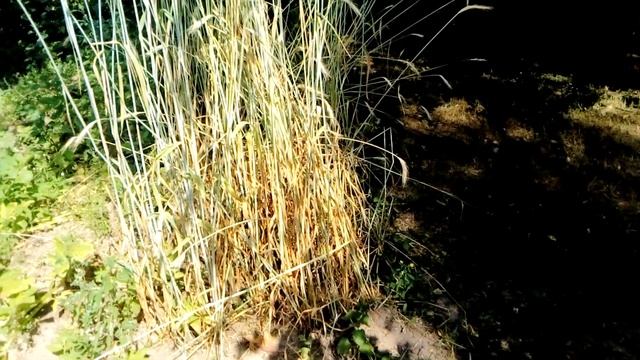 Обзор сидератов. Часть 2. Гречиха и другие смотреть онлайн