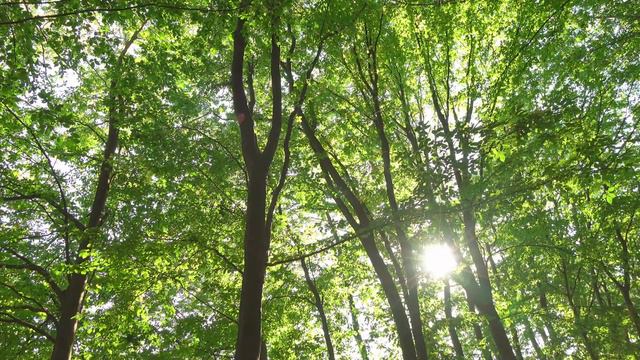 Great Healing Music - Helps Calm The Mind - Reduces Nervous Disorders - Brings Positive Energy
