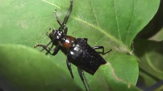 ИНСЕКТАРИЙ: 329. Лептура Красногрудая (Leptura thoracica) смотреть онлайн