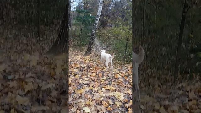 Осенняя сказка Ретриверы бегают за мячиком по засыпанному золотистыми листьями оврагу смотреть онлайн