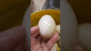 Инкубация яиц мускусной утки (индоутки). Часть 1. Подготовка.