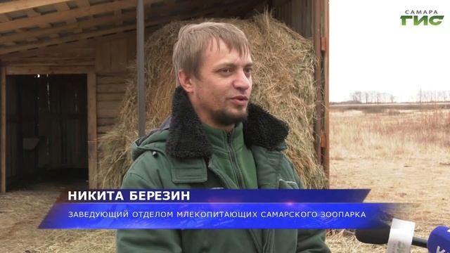 Цирковые олени-маралы, которые жили в самарском зоопарке, сменили прописку смотреть онлайн