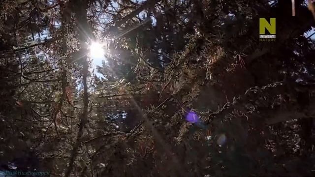 Дикая природа Швейцарии. Зима в Швейцарских Альпах.(4) смотреть онлайн