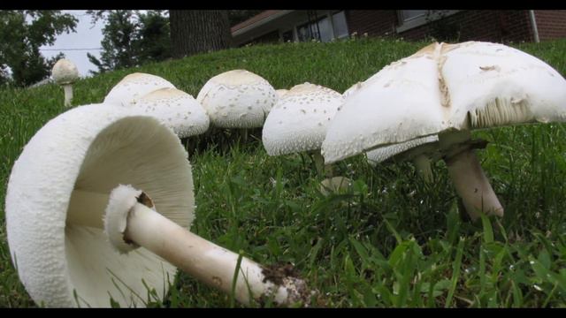 Evenings Upstairs: WILD MUSHROOMS! смотреть онлайн