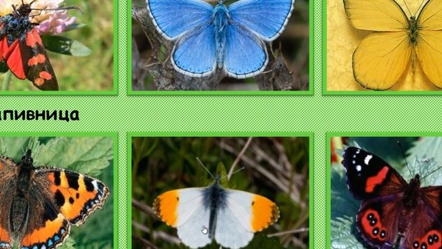 Окружающий мир. Почему мы не будем рвать цветы и ловить бабочек? смотреть онлайн