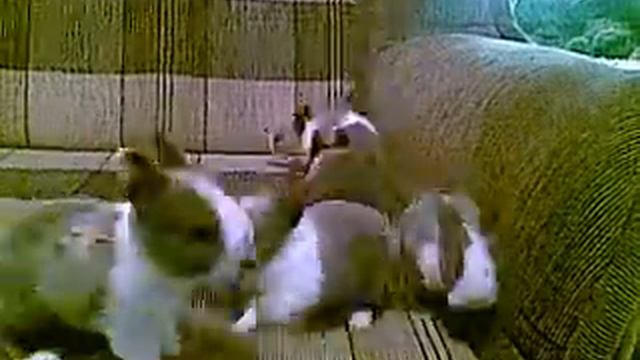 крольчата смотреть онлайн