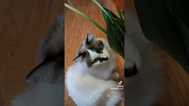 Тюльпаны - душа весны!🥰🥰🥰 смотреть онлайн