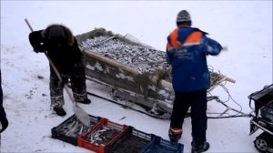 Сельдь Беломорская