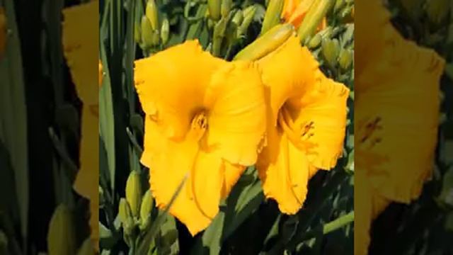 В СИНЕМ НЕБЕ ЛЕТЯТ ЖУРАВЛИ смотреть онлайн