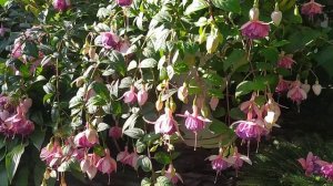 Фуксия Guurtje, Tamara Balyasnikova, Belle de Spa обзор сортов