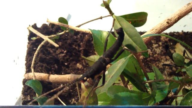 Peruphasma Schultei HD смотреть онлайн