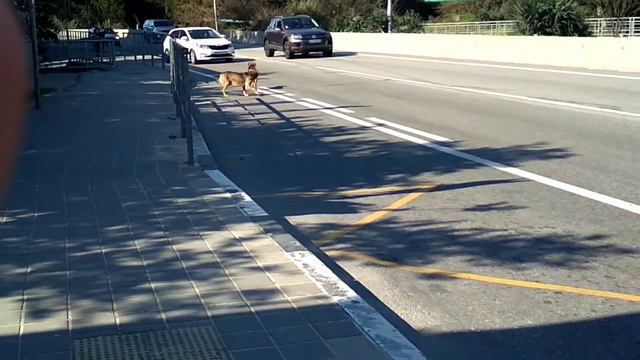 В Сочи много бездомных собак. смотреть онлайн