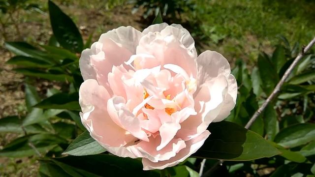 Peony 2017, Pink Vanguard. Пионы год 17-й, Пинк Авангард смотреть онлайн