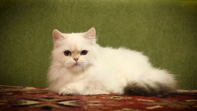 British kitten Selena Moon SunRay BLH ny 11 33 Female | Британский котенок золотой пойнт смотреть онлайн