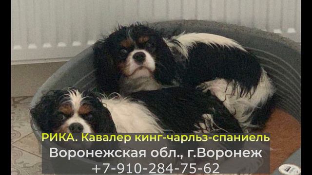 Пропала собака! РИКА, Кавалер кинг-чарльз-спаниель, Воронежская обл., г.Воронеж смотреть онлайн