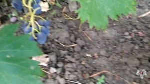 Виноград Брависсимо. Урожай и особенности гибридной формы